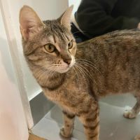 Riley, petite boule d’amour en quête de sa famille #0