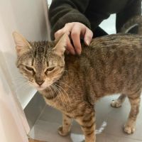 Riley, petite boule d’amour en quête de sa famille #3