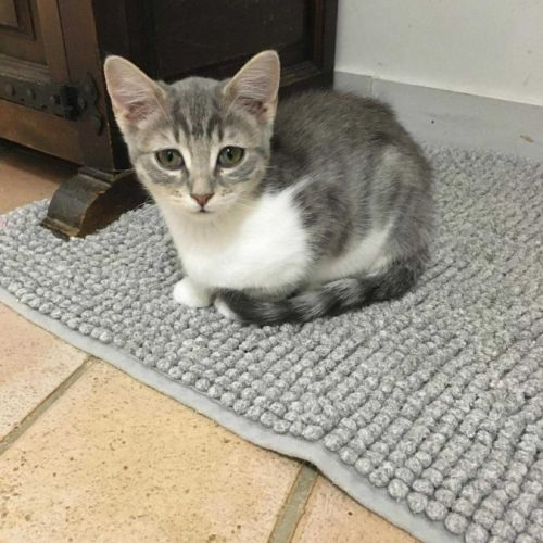 Simonetta, une chatonne tout en douceur