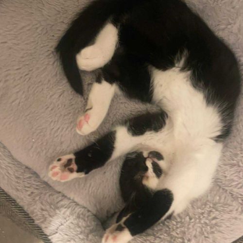 Elie, chatonne de 3 mois pleine d’amour