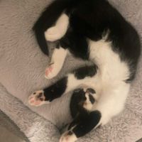 Elie, chatonne de 3 mois pleine d’amour