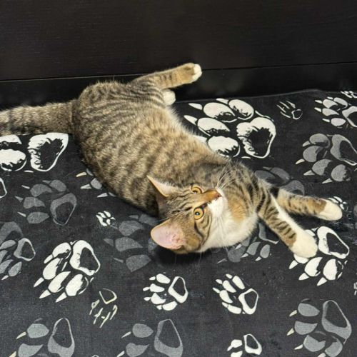 Alvin :  chaton craquant à adopter 