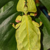 Oeufs de pulchriphyllium giganteum