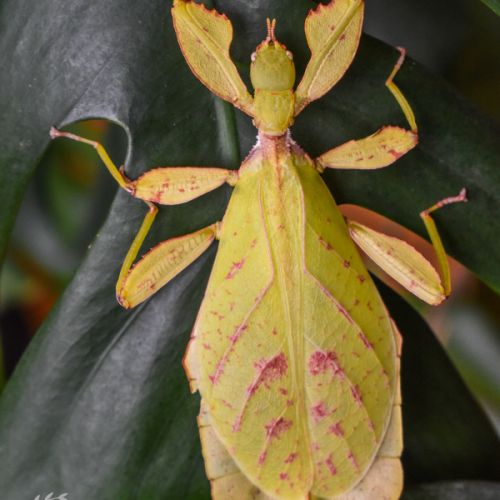 Oeufs de phyllium gantungense #0