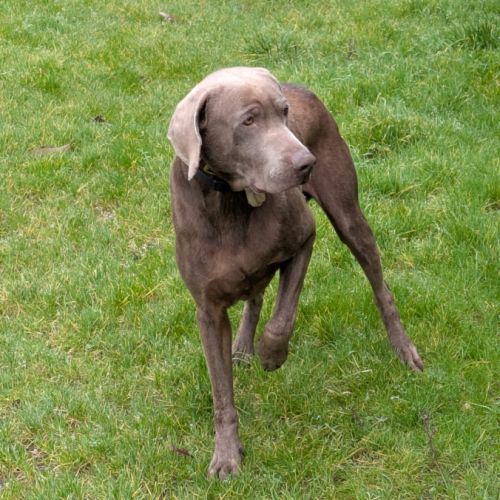 Urgent : siebor, chien sensible, cherche foyer #2