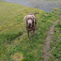 Urgent : siebor, chien sensible, cherche foyer #0