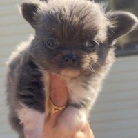 Disponible chihuahua femelle