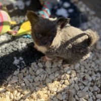 Disponible chihuahua femelle