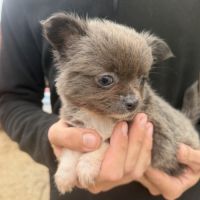 Disponible chihuahua femelle