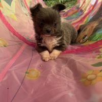 Disponible chihuahua femelle