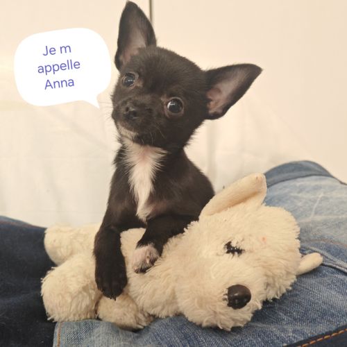 A vendre chiot femelle 3 mois