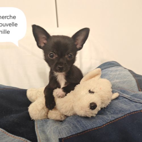 A vendre chiot femelle 3 mois #2