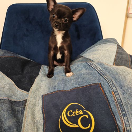 A vendre chiot femelle 3 mois #3