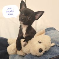 A vendre chiot femelle 3 mois