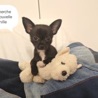 A vendre chiot femelle 3 mois #2