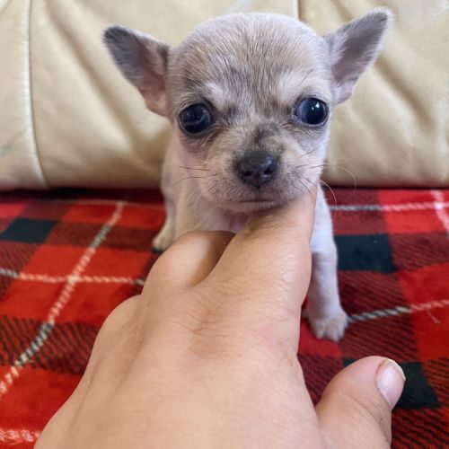 Chiots chihuahuas à réserver #1