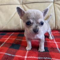 Chiots chihuahuas à réserver #2