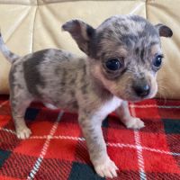 Chiots chihuahuas à réserver #0