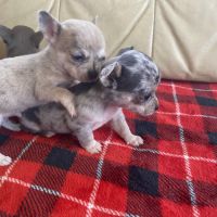 Chiots chihuahuas à réserver #4
