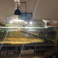 Vend aquarium 250l meuble + 2 tortue d’eau #1