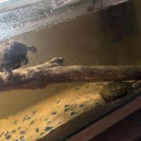 Vend aquarium 250l meuble + 2 tortue d’eau
