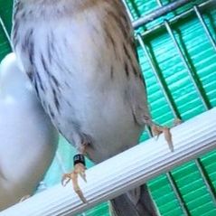 Cherche canari agate blanc, agate jaune mosaïque, raza #0