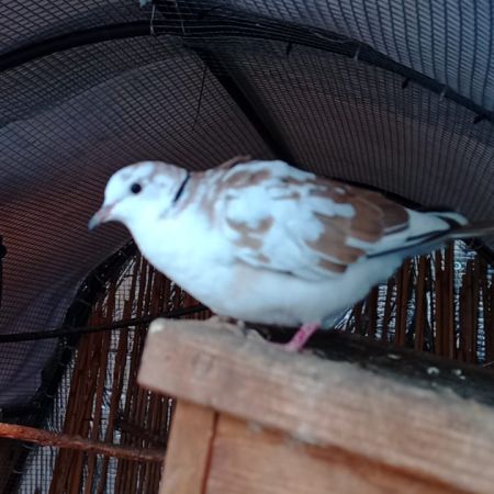 Colombe panaché #2