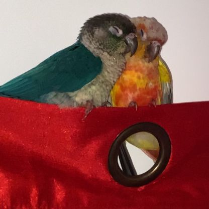 Couple conure #1