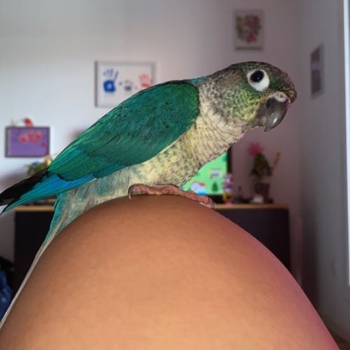 Couple conure #2