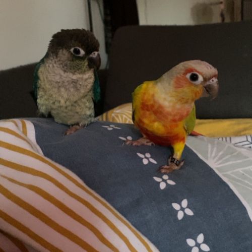 Couple conure #0