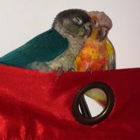 Couple conure #1