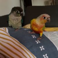 Couple conure