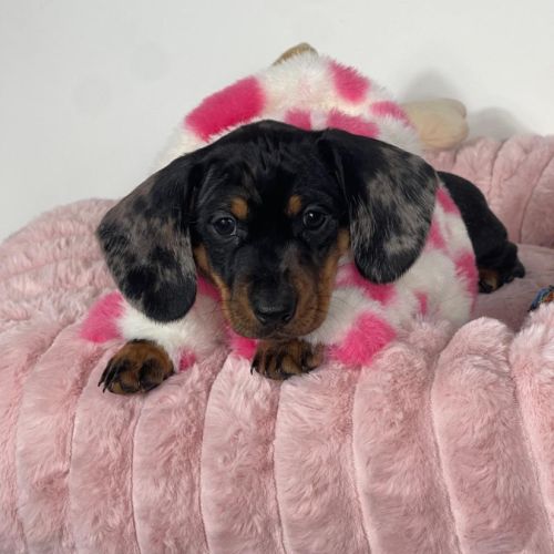 Magnifique femelle teckel nain arlequin #0