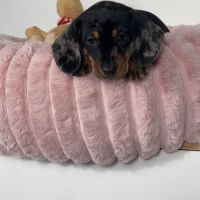 Magnifique femelle teckel nain arlequin #1