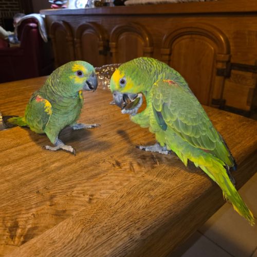 Perroquet amazon à front bleu eam #1