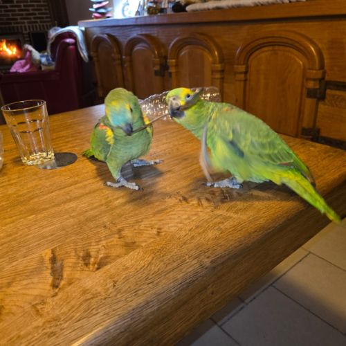 Perroquet amazon à front bleu eam