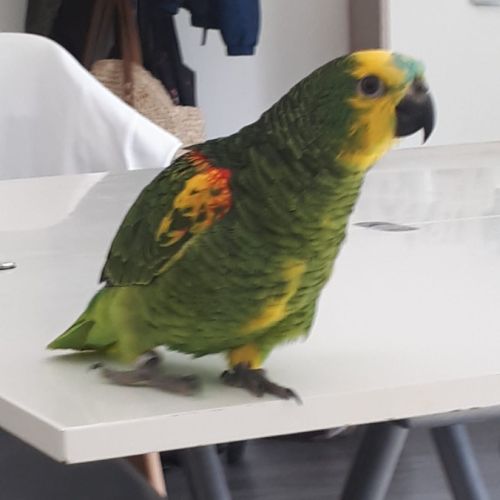 Perroquet amazon à front bleu eam #3