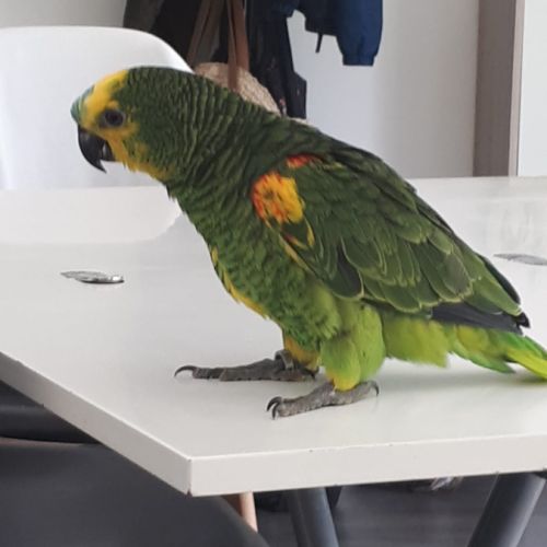 Perroquet amazon à front bleu eam #4