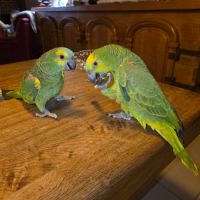 Perroquet amazon à front bleu eam #1