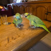 Perroquet amazon à front bleu eam #0