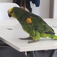 Perroquet amazon à front bleu eam #4