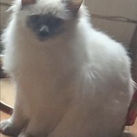 Chaton sacré de birmanie femelle à vendre