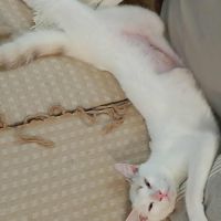 Lily rose, la plus mignonne #1