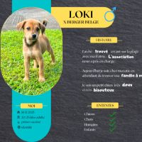 Loki, j'aime les bisous