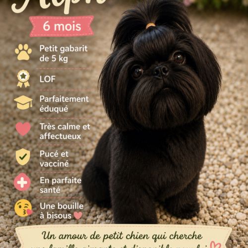 Magnifique bébé shih tzu