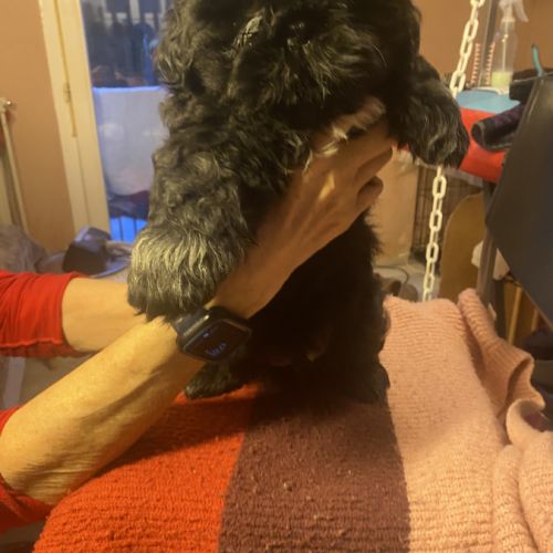 Magnifique bébé shih tzu #0