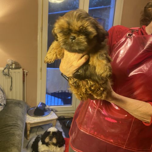 Magnifique bébé shih tzu #2