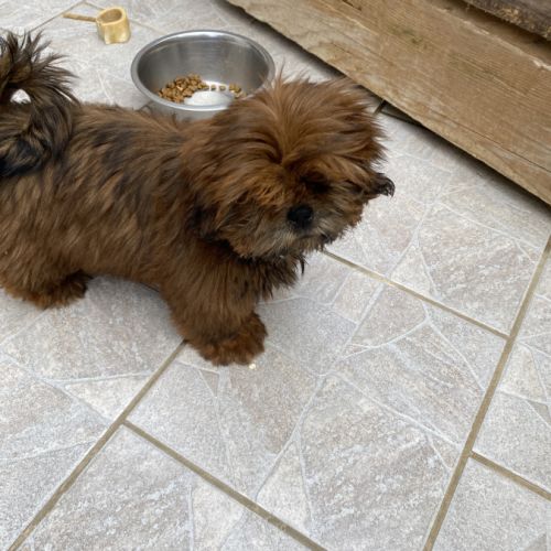 Magnifique bébé shih tzu #3