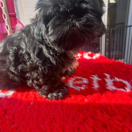 Magnifique bébé shih tzu #4