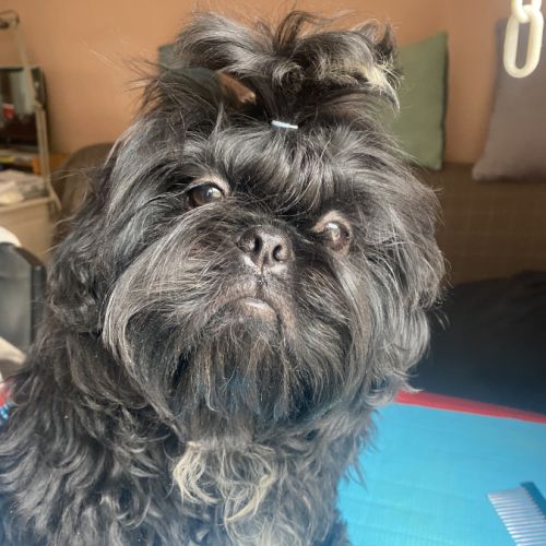 Magnifique bébé shih tzu #1